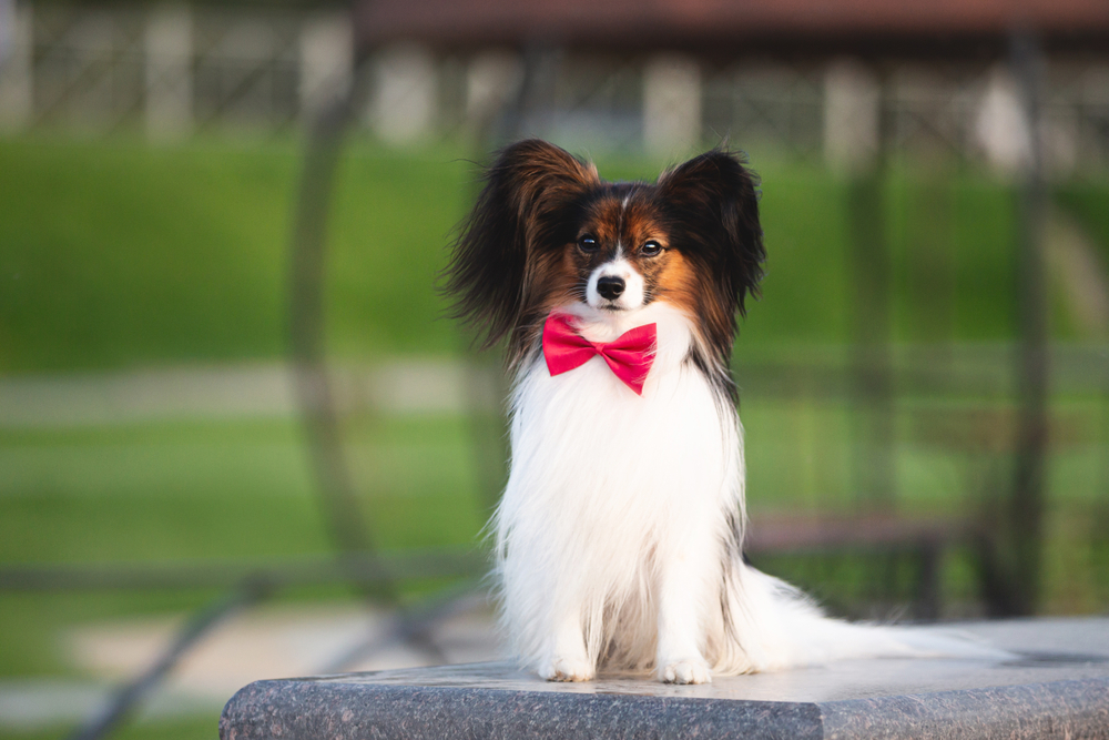 Easy Trainable Small Dog Breeds atelieryuwa.ciao.jp