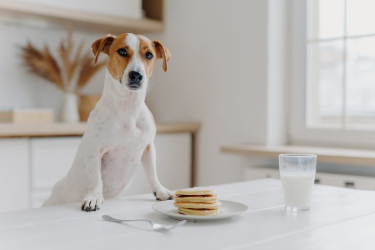 Is Milk Good For Dogs Dog Nutrition Mad Paws Blog