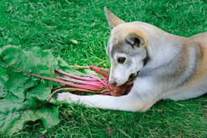 Can Dogs Eat Beetroot?