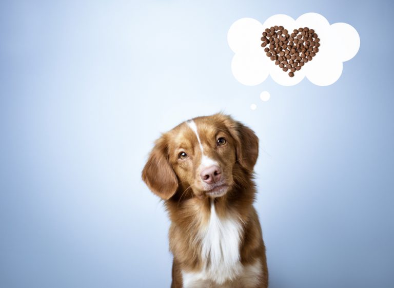 Improve Your Dog's Kibble with These 6 Tips Dog Nutrition Mad Paws