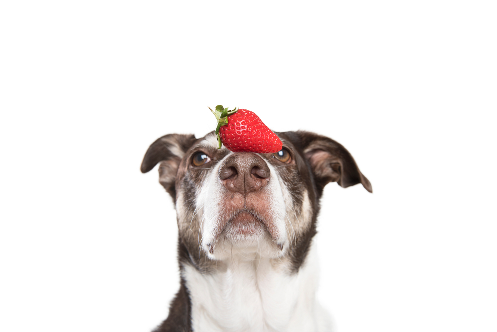 can dogs eat strawberries or bananas