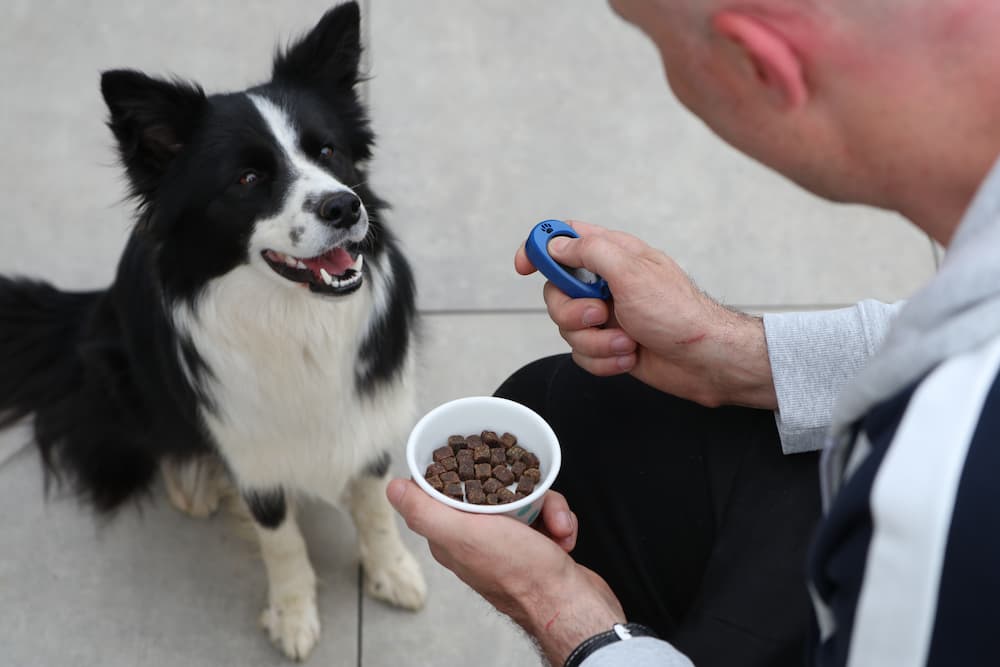 Clicker training for dogs