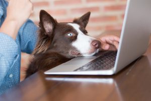 Pet-friendly workplaces