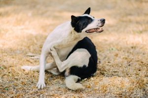 Bacterial Dermatitis