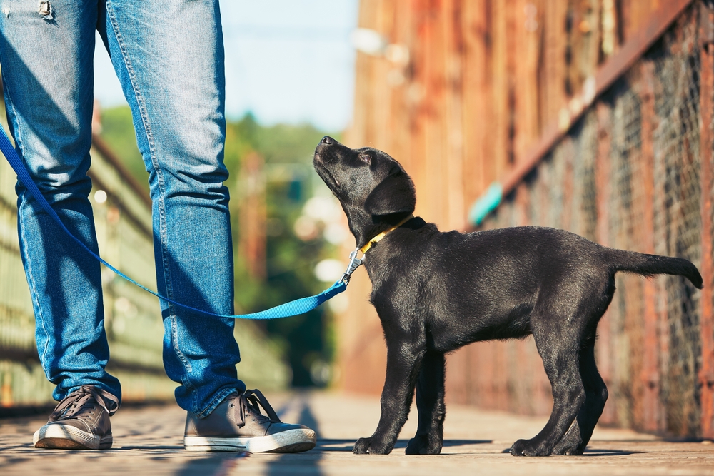 How Long Should I Walk My Puppy? | Puppy Health & Training | Mad Paws