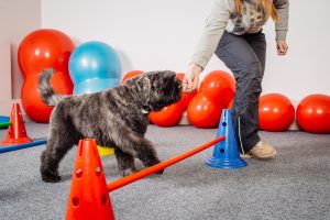 Internet Dog Trainers