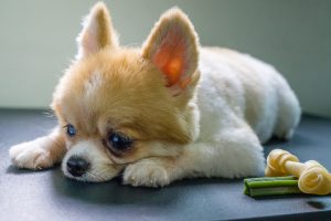 Do Dogs Get Depressed?