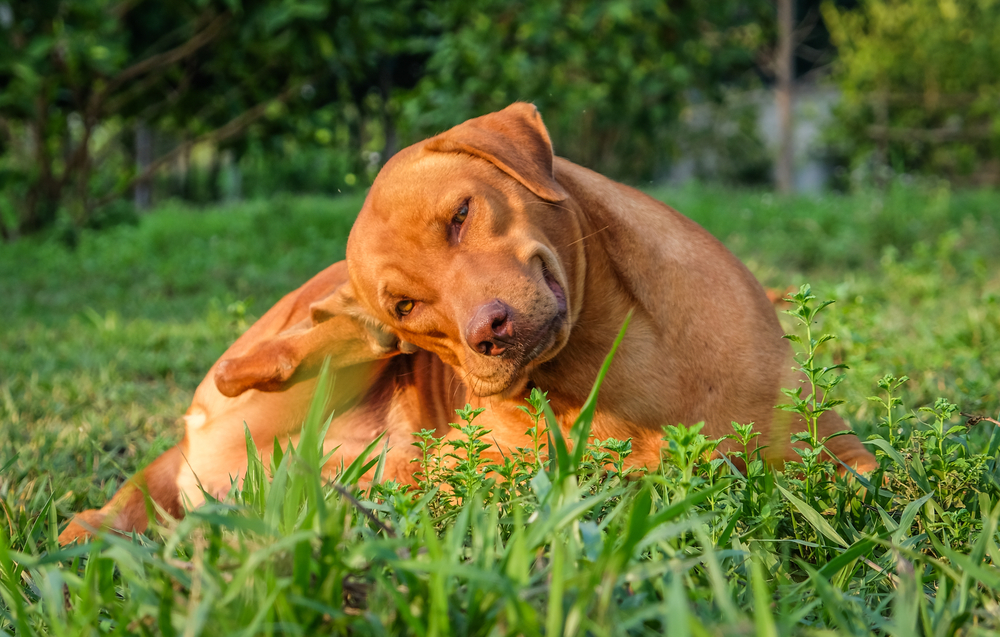 Best Diet for Itchy Dogs
