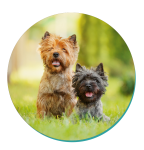 what is the best dog food for a cairn terrier