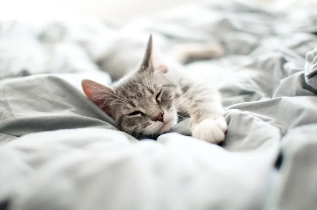 cat sleeping with or under blankets