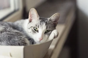 cat in a box