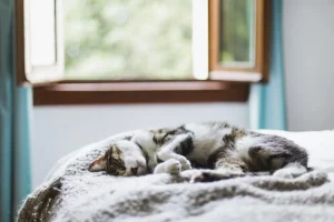 side sleeping cat