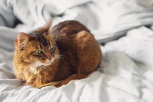 the famous cat loaf sleeping position