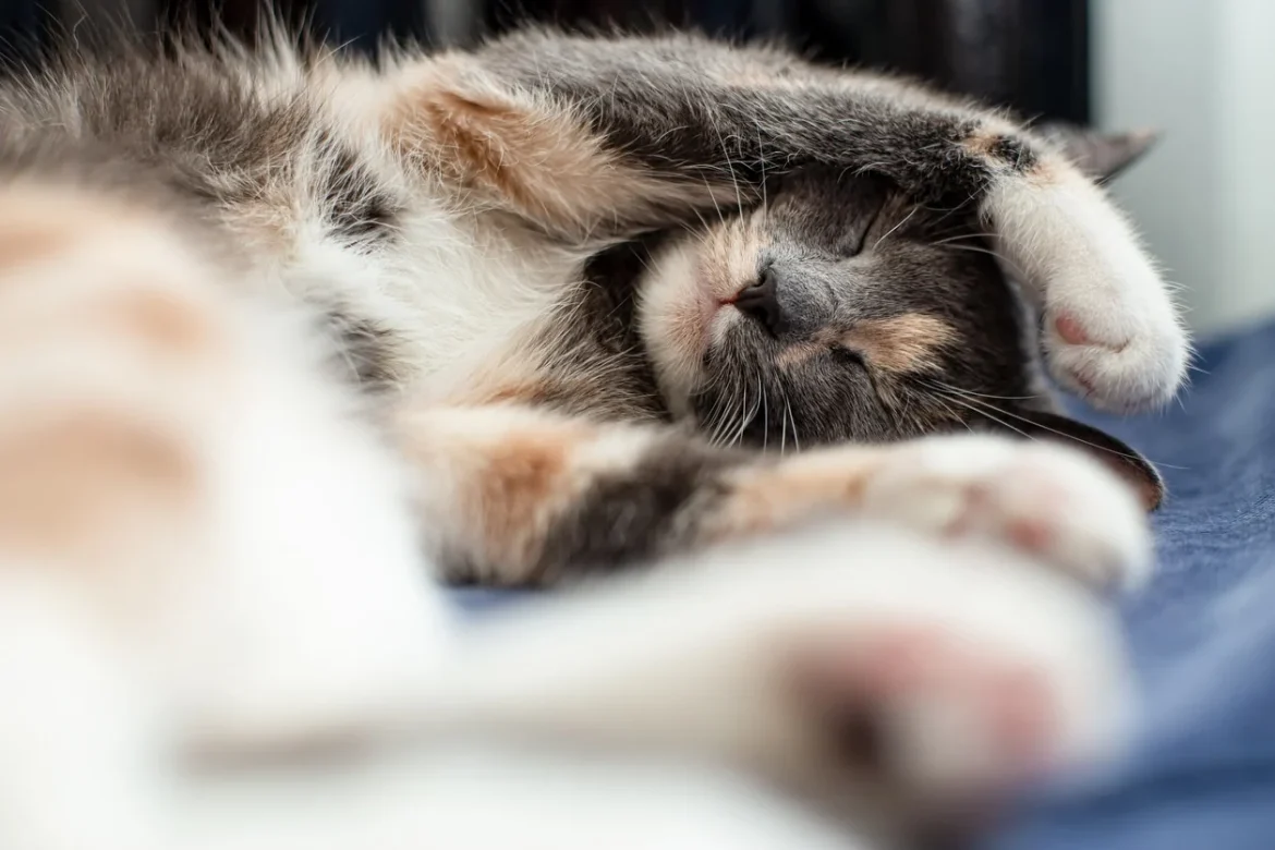 cat with its paws on its face or over eyes. What's in their dream?