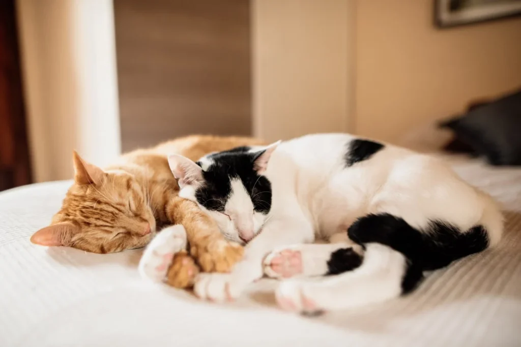 cats piling up on each other when sleeping