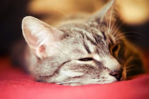 cat sleeping with eyes open