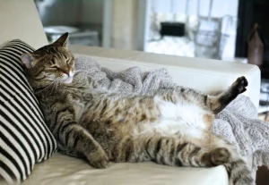 cat sleeping on its back