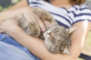 cuddling cat sleeping position