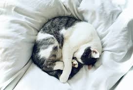 cat croissant sleeping style