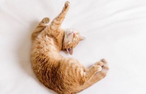 contortionist cat sleeping style