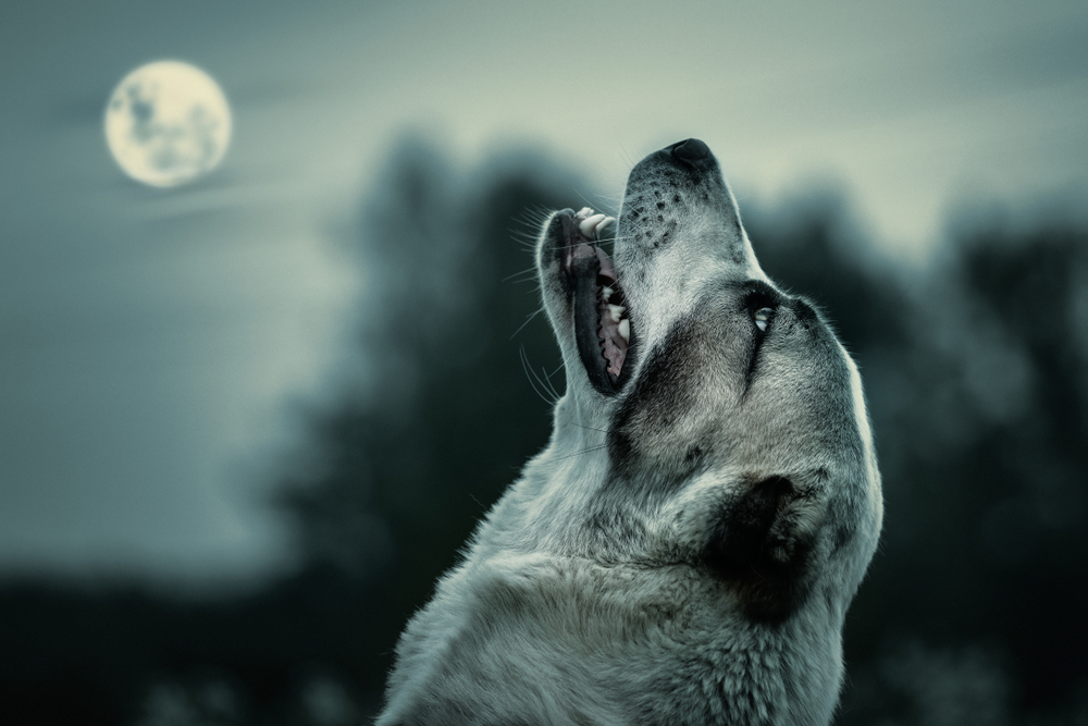 Do Dogs Howl At The Moon Dog Facts Mad Paws Blog