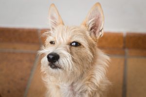 Why Do Dogs Dislike Some People?