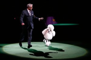 Best Dogs from the Westminster Dog Show