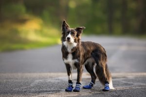 Does My Dog Need Shoes?