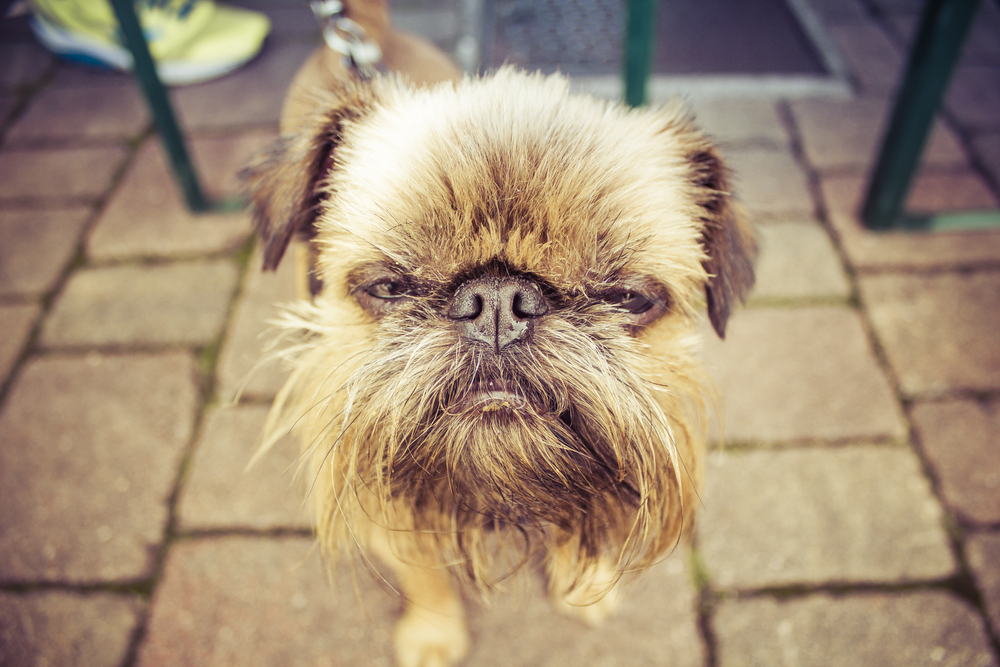 Why Do Dogs Dislike Some People? Dog Behaviour Mad Paws Blog