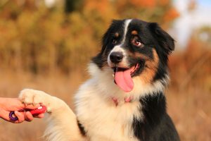 Clicker Training for Dogs