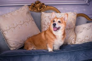 Best TV Dogs