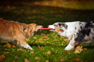 Rough Play Between Dogs