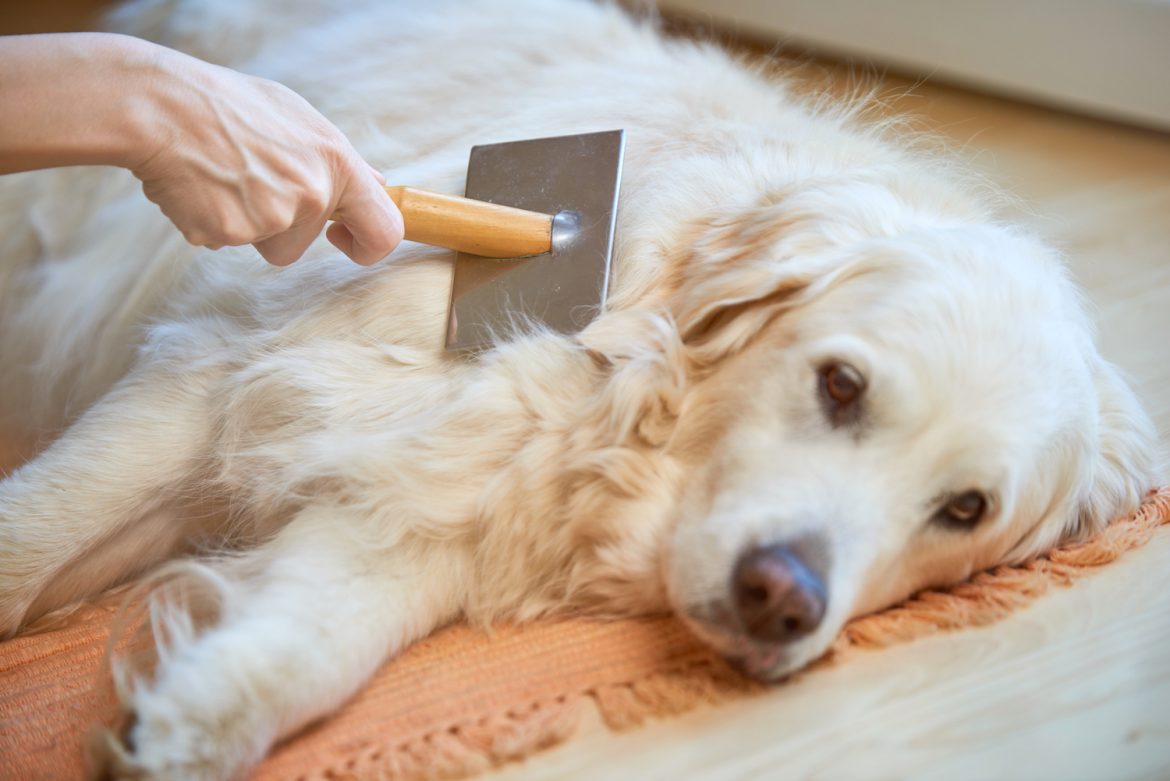 Woman,Combs,Old,Golden,Retriever,Dog,With,A,Metal,Grooming Woman combs old Golden Retriever dog with a metal grooming comb.