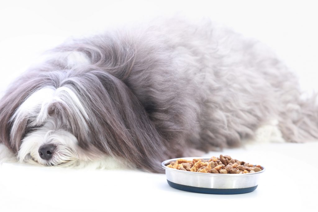 Fussy dog clearance