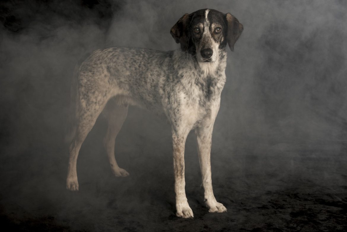 dog ghost in fog