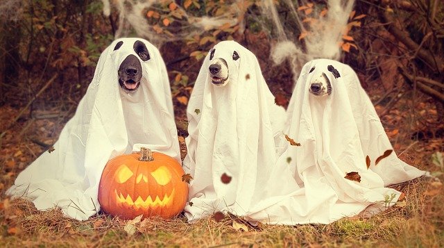 Halloween costumes for pets