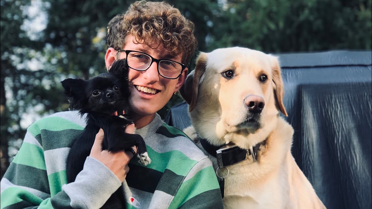 7 Famous Dogs You Need To Know Mad Paws Blog