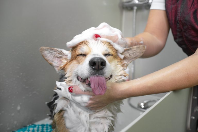 Can You Use Human Shampoo on Dogs? Mad Paws