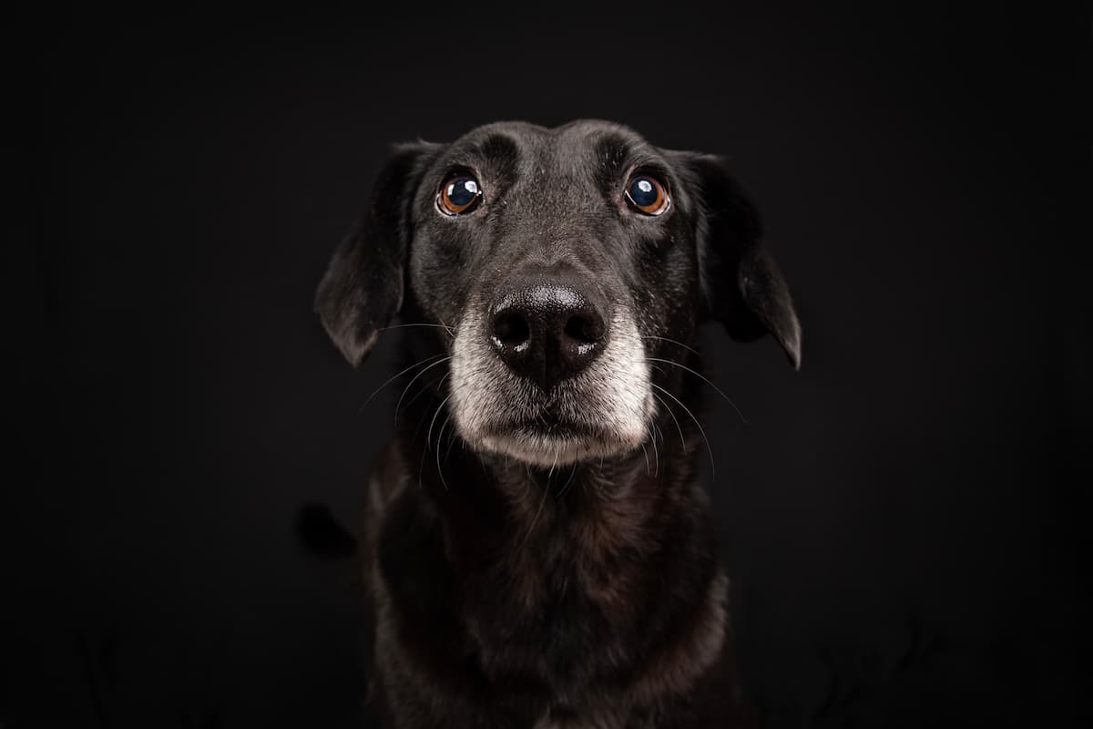 Can dogs see ghosts?