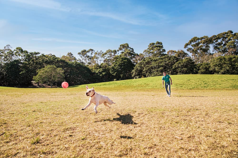 off-leash at a dog park