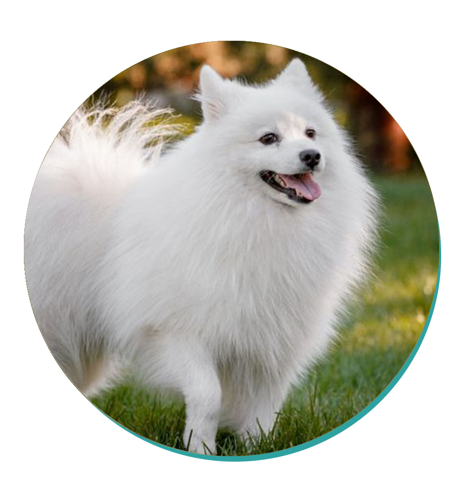 Japanese Spitz Dog Breeds Mad Paws