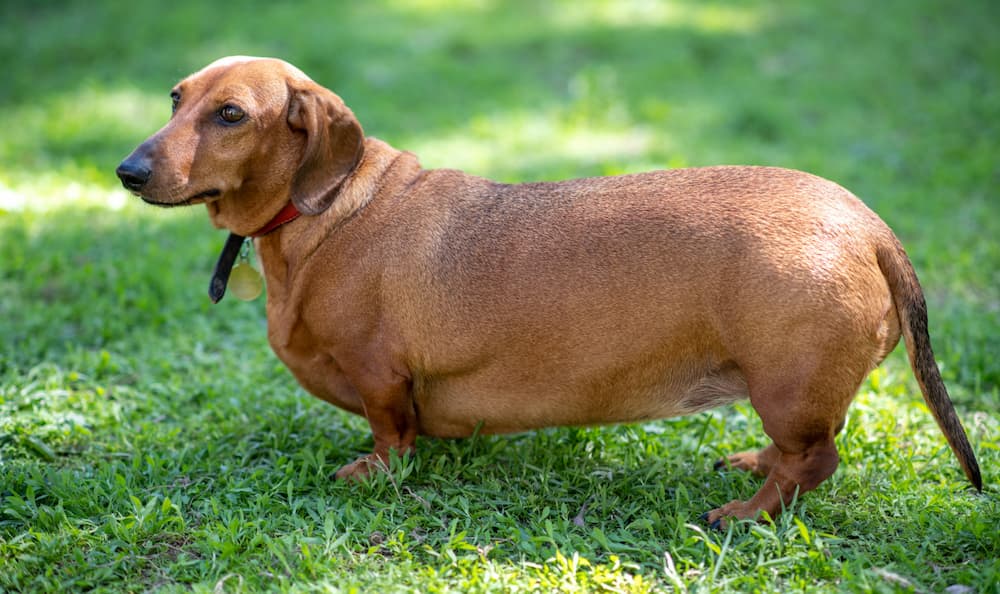 Is my dog overweight? We can help answer that question