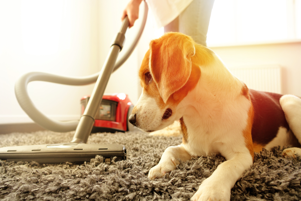 The Best Vacuums For Pet Hair? - Mad Paws
