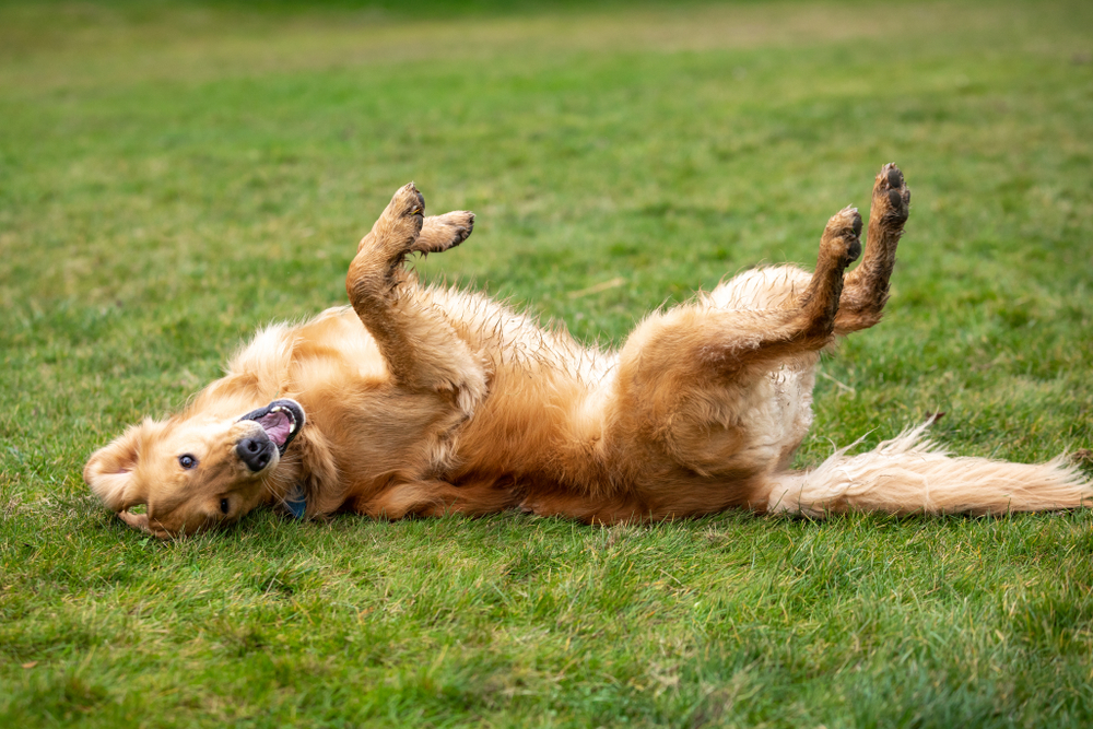 Golden Retriever