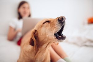 Why do dogs bark? What are they trying to say?