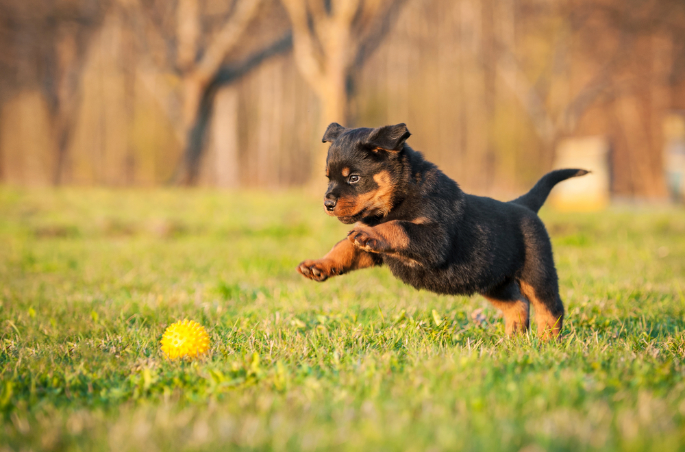 Puppy Games: 5 Fun Games to Play With Your Puppy