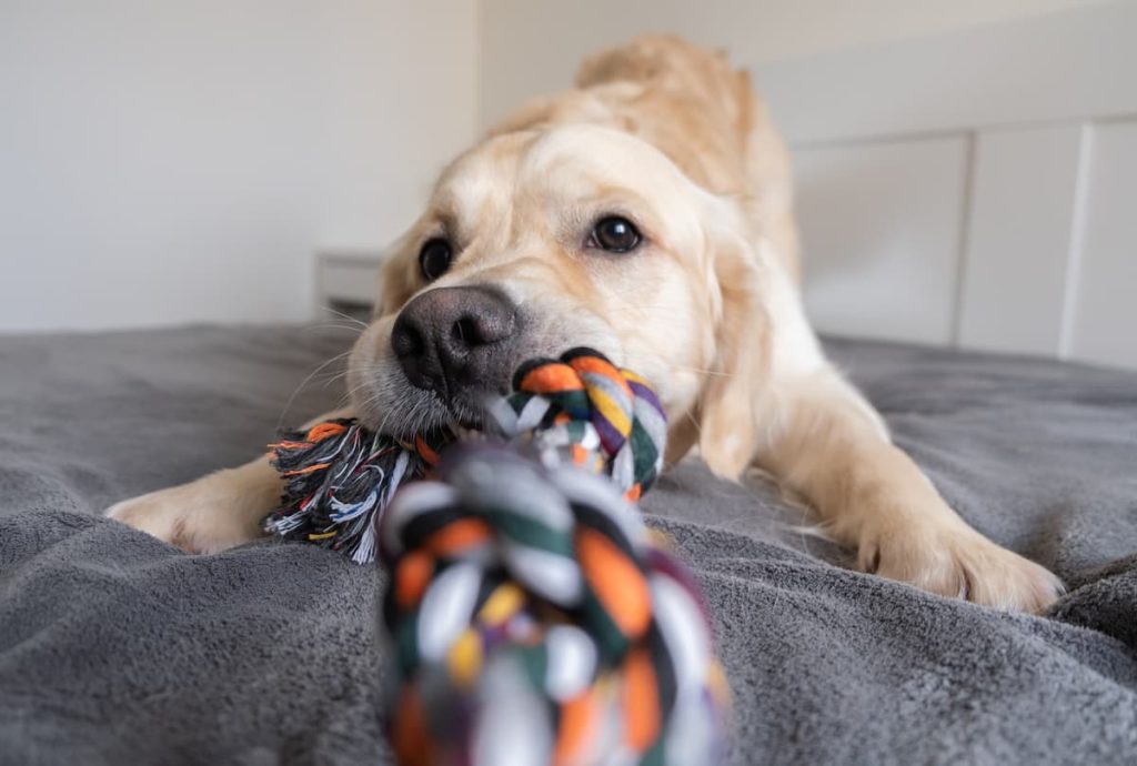 tug of war is a great indoor exercise game for dogs