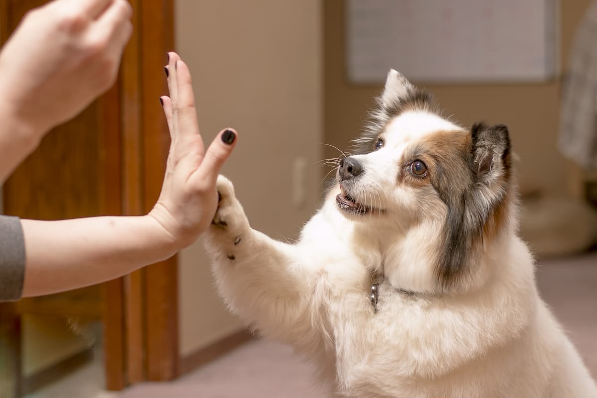 games for puppies