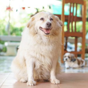 Is your dog overweight, especially during winter months?
