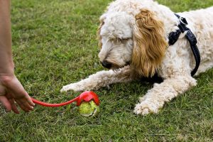 use a ball launcher on your next dog friendly walk